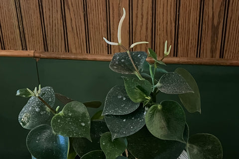 Peperomia Corazón de Hombre