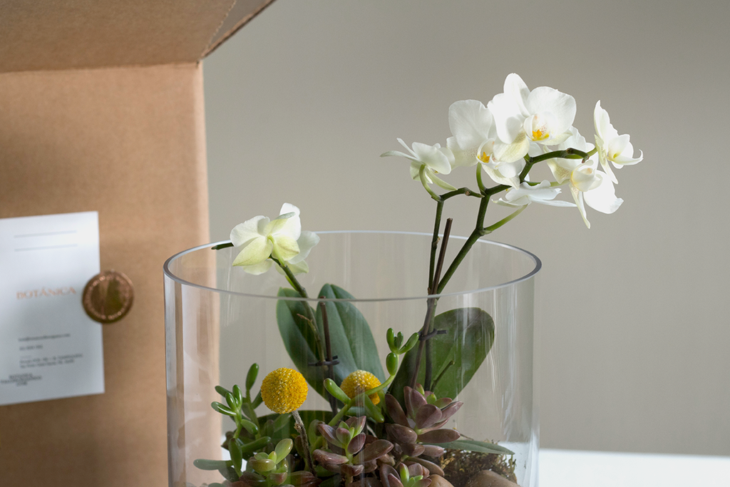 Terrarium con Mini Orquídea