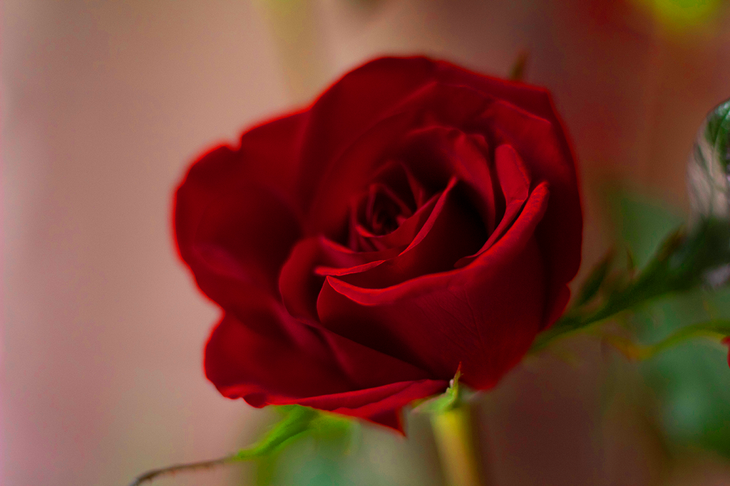 Rosa del Amor